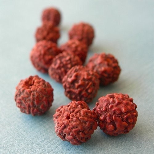 SPECIAL SALE Rudraksha Beads Red HImalayan Small Natural Elements lot of 10