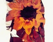 print - sunflower -- Polaroid emulsion transfer