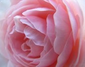 Blush - Metallic Photo Art Print 8x10