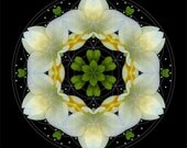 Spirtual Connection Flower Mandala Art - The Joy Inside
