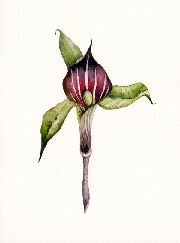 Jack in the Pulpit - Botanical archival Art print, gardening