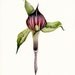 Jack in the Pulpit - Botanical archival Art print, gardening
