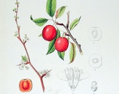 Chikasaw Plum 1984 Vintage Book Plate Naturalist Illustration