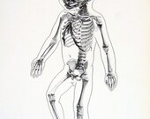 1951 2 Sided Vintage Anatomy Book Plate Skeleton at Birth and Wrinkles of Old Age