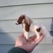 Custom Pet Portrait / Needle Felted Animal Sculpture / Handmade Pony / cute