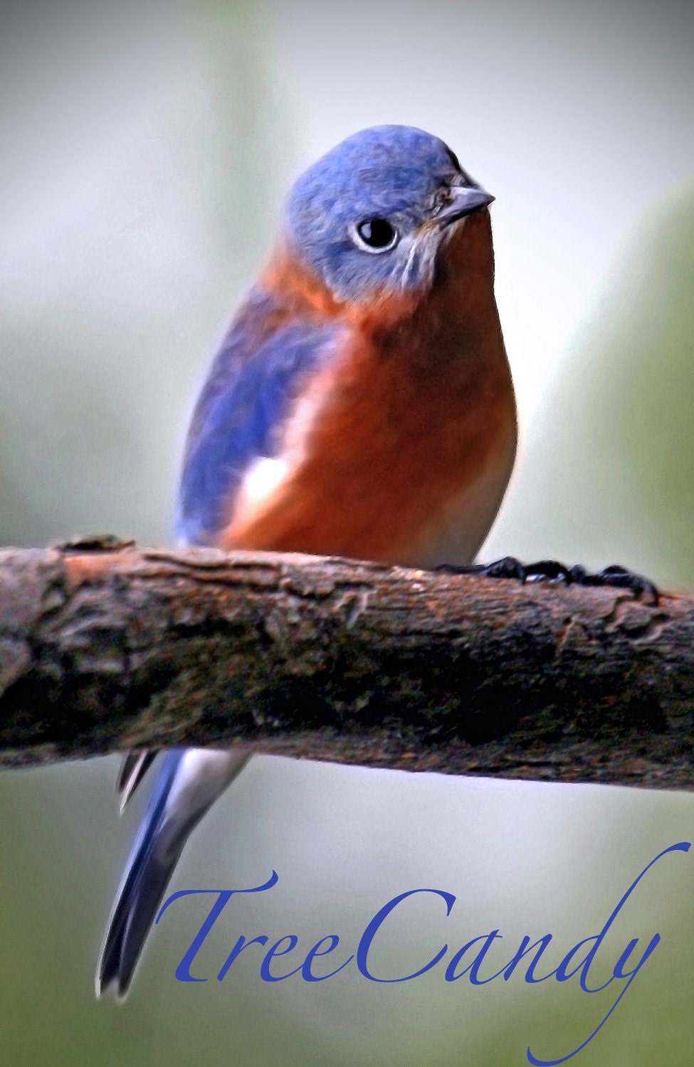 Beth's Bluebird
