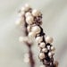 Bridal tiara, Rustic pearl crown, Wedding head piece, Pearl hair crown - FIRST FROST
