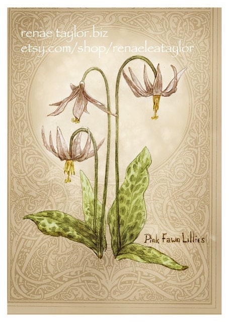 Pink Faun Lillies by Renae Taylor.......Greeting Card