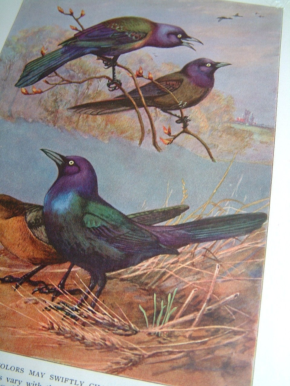 Purple Grackle Bird Print -- Ornithology Scientific Plate-- Black and Blue -- National Geographic Nature Art