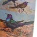 Purple Grackle Bird Print -- Ornithology Scientific Plate-- Black and Blue -- National Geographic Nature Art