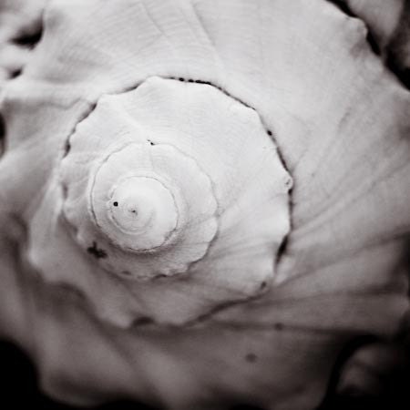 Swirl- black and white close up photograph of sea shell, 5x5" (13x13cm)