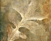 Early Summer Sale 30% nature photography leaf autumn brown surreal fine art photography 10x15 home decor office decor