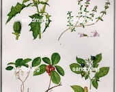 Vintage Medicinal Plants  Color Lithograph Mary E Eaton Thorn Apple Creeping Thyme