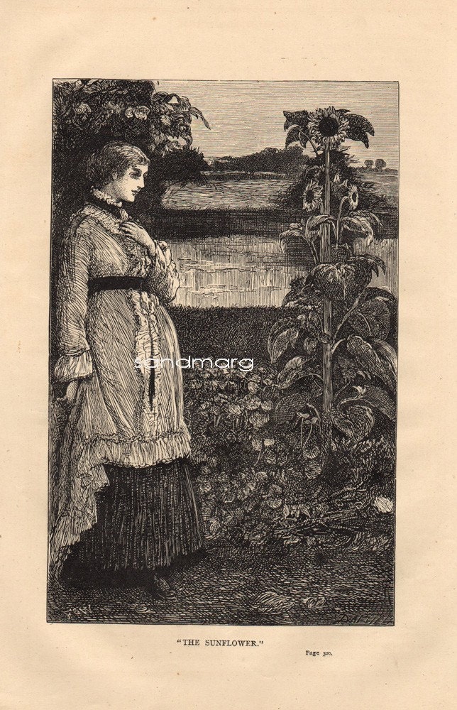 1875 Victorian Steel Engraving Print The Sunflower