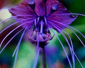 Black Bat Flower - Photo Greeting Card Blank - Exotic Flower Photography -  Note Card - Fine Art Greeting Card -  Purple Darkness