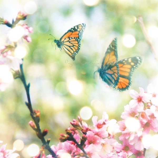 nature photography, butterfly photograph, i would follow you anywhere, dreamy garden pink spring romantic love couples wedding, Valentines