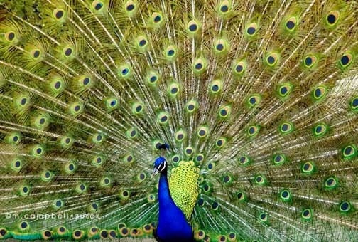 peacock photography, nature photography, strut your stuff, colorful vibrant blue green bird feathers spring garden, animal, nursery decor