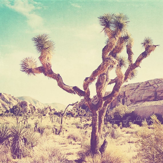 Joshua Tree national park photo, California travel, Palm Springs desert photography, nature, vintage blue yellow, 5x5 print