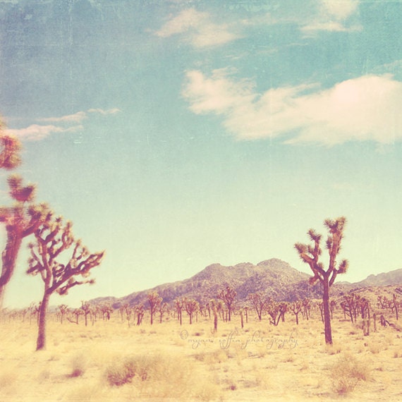 landscape photography, Joshua Tree national park California travel, Palm Springs desert photography, nature, vintage blue yellow, Coachella