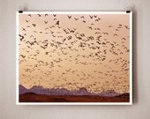 SPRING MIGRATION - 8x10 Signed Fine Art Photograph