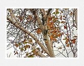 Nature Photography, white, birch, burnt orange, tree branches, Beautiful Birches, autumn wall decor, fine art photography print 8x12