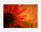 Flower Photography, red, french script, burnt orange, autumn home decor,  Bon Jour fine art photography print 8x12