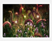 Nature Photography, purple, wild flowers, grasses, fairies, Fairy Dust, flower fine art photography print 8x12