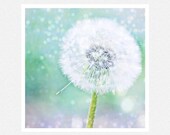Nature Photography, aqua, white, Dandelion Dreams, nature fine art photography print 8x8