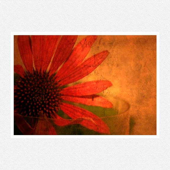Flower Photography, red, french script, burnt orange, autumn home decor,  Bon Jour fine art photography print 8x12