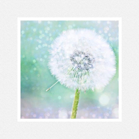 Nature Photography, aqua, white, Dandelion Dreams, nature fine art photography print 8x8