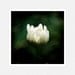 Flower Photography, Dark green, white daisy, Budling fine art photography print 8x8