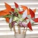 PINWHEELS 6 Large Twirlable Pinwheels SASSY SANGRIA
