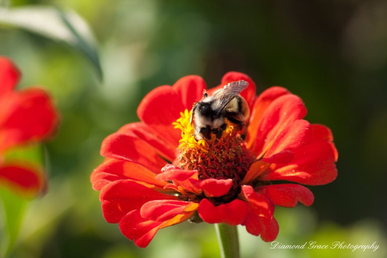 Canvas Photography Print ...