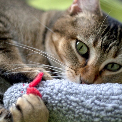 darn socks catnip cat toy