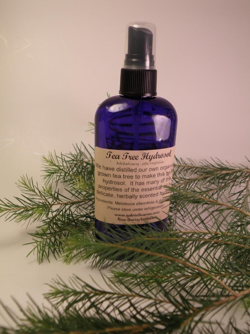 Tea Tree Hydrosol, Organically Grown