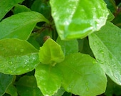 Longevity Plant for Diabetes and High-Cholesterol ( Gynura Procumbens / Ashitaba )