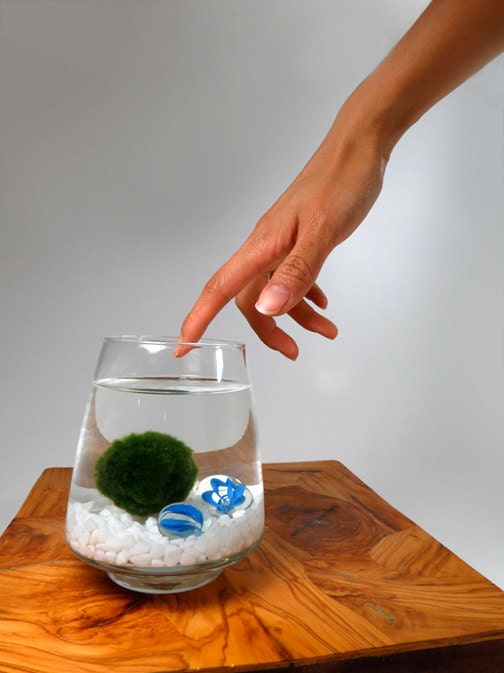 Marimo Pet in the Sea