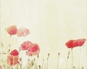 Poppies photograph. Fine art photography print. 8x8 (20x 20cm)