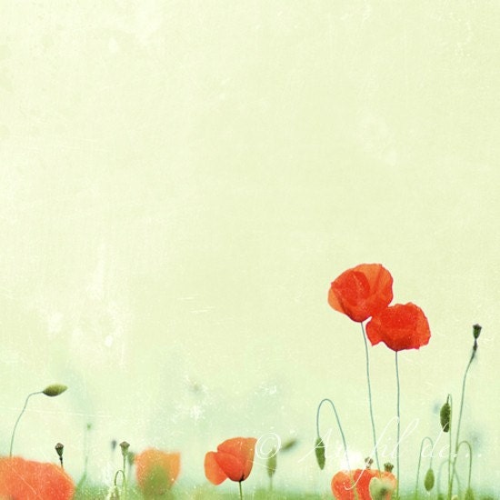 Poppies photograph. Fine art photography print. 8x8 (20x 20cm)