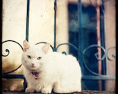 White Cat on Parapet - 8x8 Fine Art Print - Cat Photography - Etsy Wall Art - TFTeam