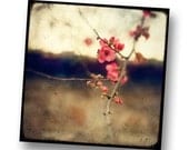 Japanese Spring - 8x8 Fine Art Print - Nature Photography - Flower TTV - Say It With Flowers - TFTeam - Flower Photograph