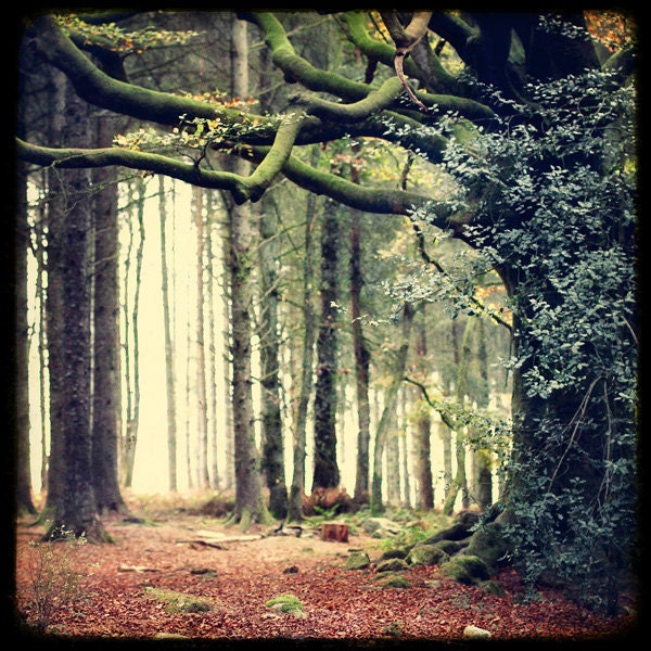 Hetre de Ponthus - 8x8 Fine art Print - Nature Landscape Photography - For Tree Lovers - Etsy Wall Art - TFTeam