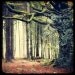 Hetre de Ponthus - 8x8 Fine art Print - Nature Landscape Photography - For Tree Lovers - Etsy Wall Art - TFTeam