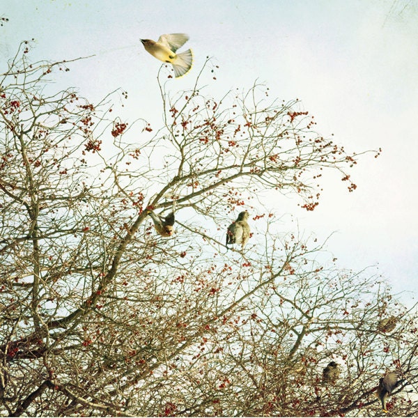 Fine Art Nature Print, Photo, Cedar Waxwing birds, winter berry tree, 8x8. powder blue - TheShutterbugEye
