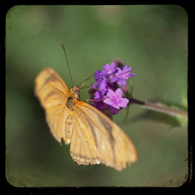 TTV Photo, Orange Butterfly, Macro Photograph, Modern Home Decor Print, 8x8 Nature Photography, Burnt Orange, Purple Flower, Deep Green