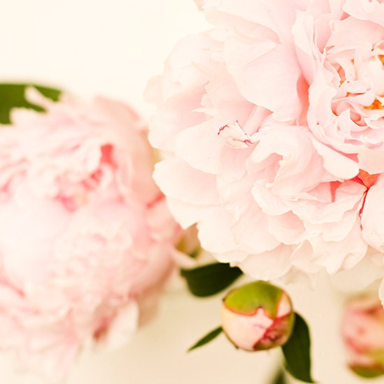 gift under 50 Flower photography flower photograph light pink peony nature photo nursery decor floral wall art botanical home decor 8x8
