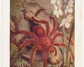 Crab Spider antique encyclopedia illustration page arachnid eating a bird vintage natural history - Free U.S. shipping