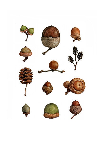 Acorns Watercolor Painting Print