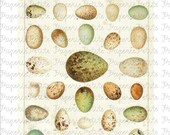 Egg Digital Download Collage Sheet
