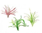 Air Plants original watercolor painting ,botanical, home and  garden wall art,  green and salmon colors, modern, minimalist art